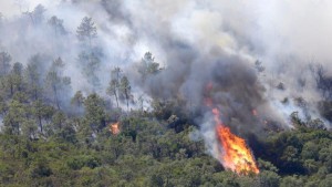 Ağdamda 20 hektarlıq meşə ərazisi yandı – Video