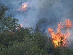 Çilidə meşə yanğınları: 131 nəfər öldü