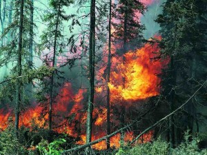 Çilidə meşə yanğınları: 64 nəfər öldü