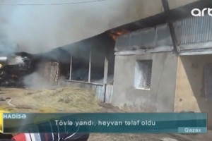 Goranboyda tövlə yandı: 230 baş heyvan tələf oldu