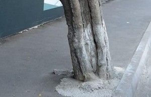 Kafenin həyətində ağacların dibi betonlandı