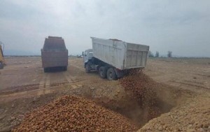 Ölkəyə gətirilən 63 tona yaxın kartof yararsız çıxdı – Foto