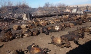 Yevlaxda 200 heyvan diri-diri yandı – Video
