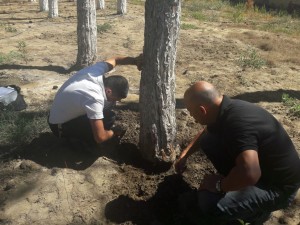 Zaqatalada 40 ağacın kəsilməsi ilə bağlı cinayət işi başlanıldı